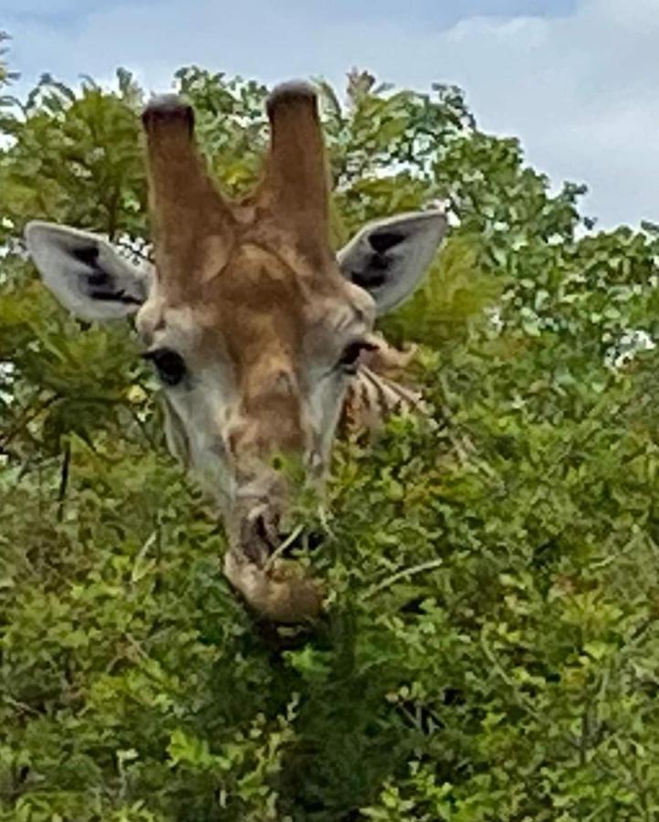 Overnight Stop Before Kruger National Park Phalaborwa Ngoại thất bức ảnh
