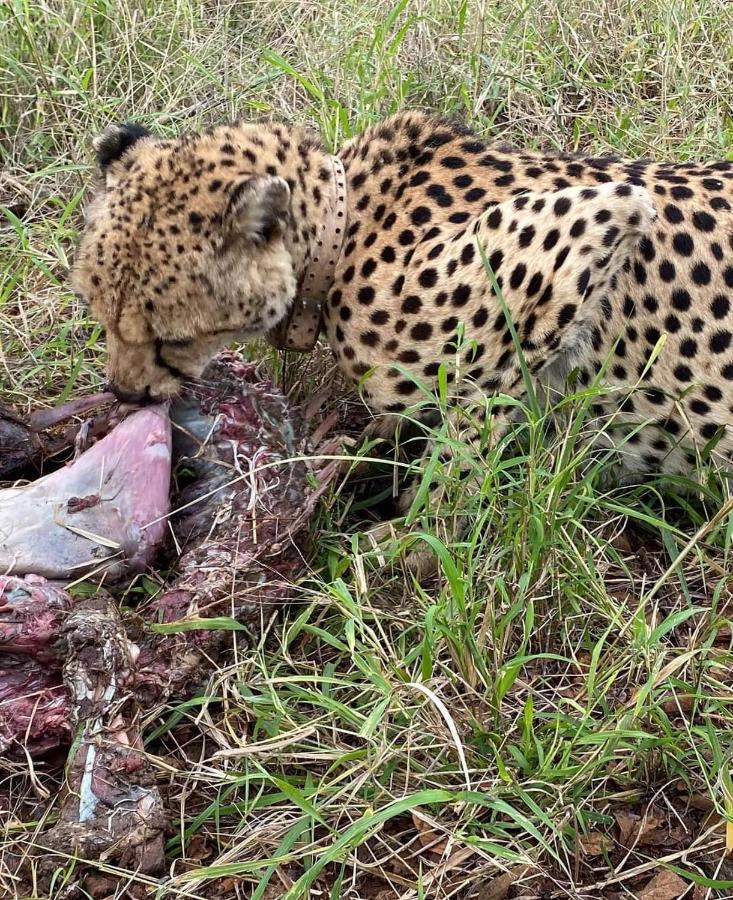 Overnight Stop Before Kruger National Park Phalaborwa Ngoại thất bức ảnh