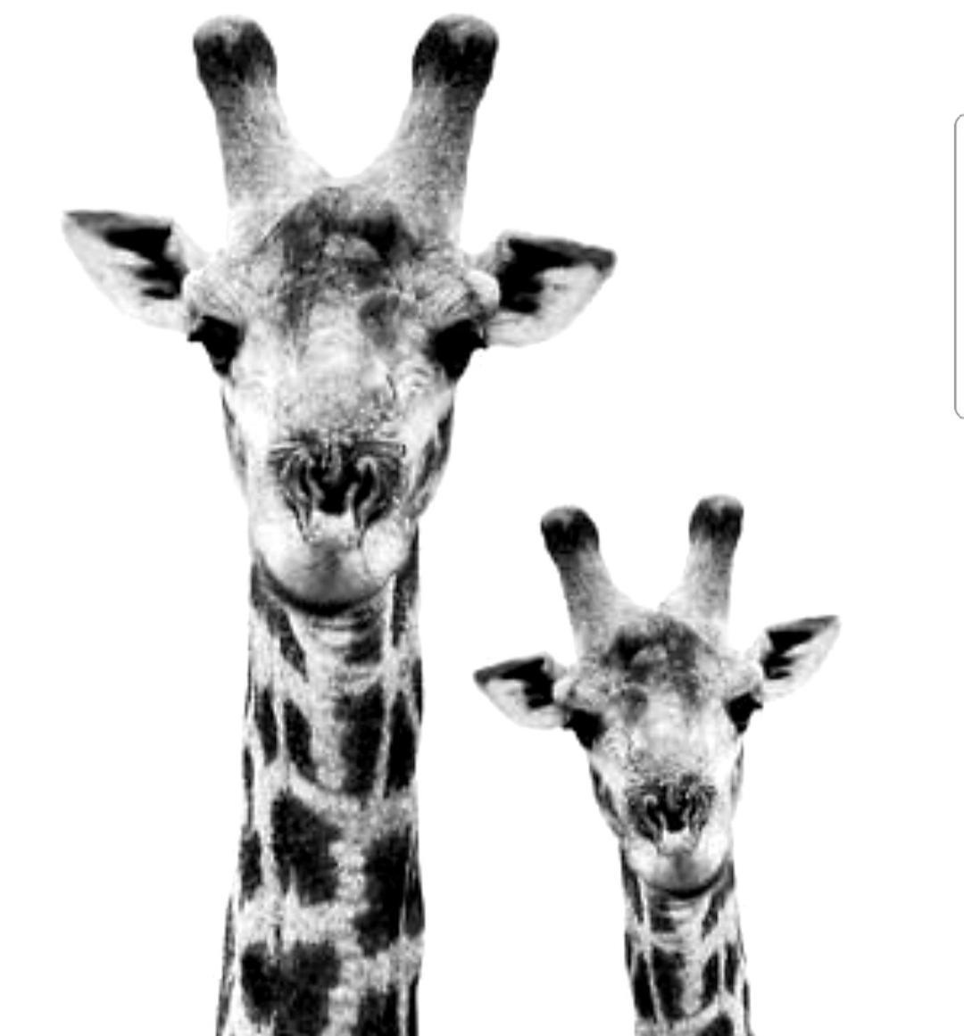 Overnight Stop Before Kruger National Park Phalaborwa Ngoại thất bức ảnh